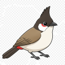 Red-whiskered Bulbul