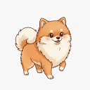 Spitz Pomeranian