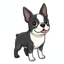 Boston Terrier