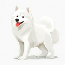 Samoyed