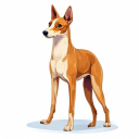 Basenji