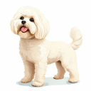 Bichon Frise