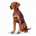 Vizsla