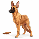 Belgian Malinois