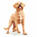 Portuguese Water Dog