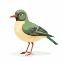 Hill Myna