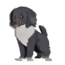 Flat-Coated Retriever