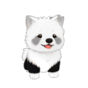 Japanese Spitz