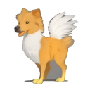 Nova Scotia Duck Tolling Retriever