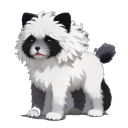 Puli