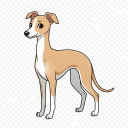 Italian Greyhound