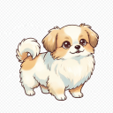 Mix: Pomeranian x Shih Tzu