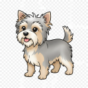 Silky Terrier
