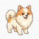 Mix: Spitz x Pomeranian