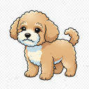 Teddy Bear Style (Mixed Breed)